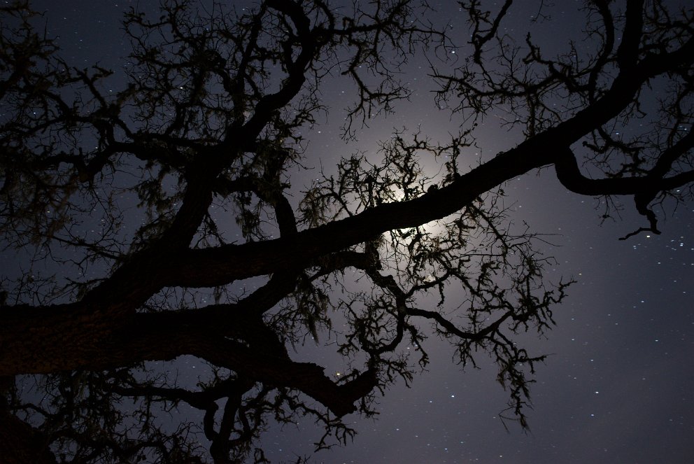 Oak under the moon